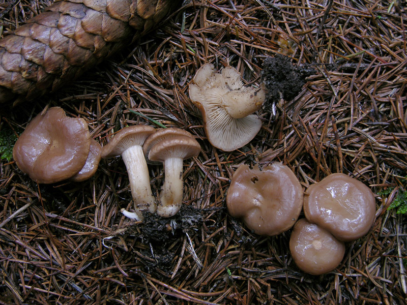 Scende la pioggia.....ma si va...